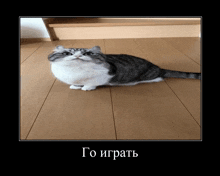 a picture of a cat laying on a wooden floor with a caption in a foreign language