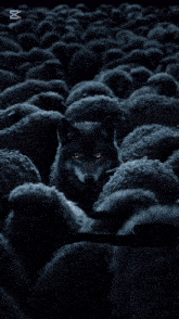 a picture of a wolf surrounded by sheep with kabers in red letters