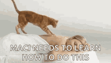 Maci Needs To Learn How To Do This Massage GIF - Maci Needs To Learn How To Do This Massage Cat GIFs