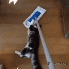 No Time To Explain, Grab On... GIF - Mop Cat Funny GIFs