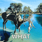 Mule Whitetail GIF - Mule Whitetail Deer GIFs