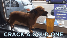Crack A Cold One GIF - Dog Drinking GIFs