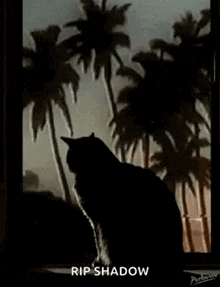 Cat Distorted GIF - Cat Distorted Screen Tearing GIFs