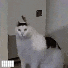 Naur Cat GIF
