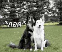 หมา กอดเพื่อน GIF - Dogs Friend Hug Hug GIFs