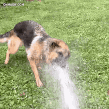 thirsty dogs drink biting water