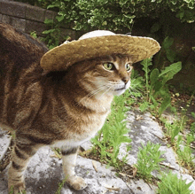 a cat is wearing a straw hat and standing on a rock