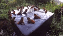 Hummingbirds Pool GIF