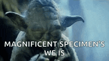 a close up of a statue of yoda with the words `` magnificent specimen 's we is '' .