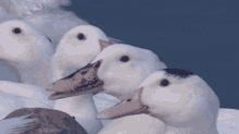 Duck Laugh GIF - Duck Laugh Laughing GIFs