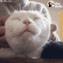 Cat Ear Massage GIF