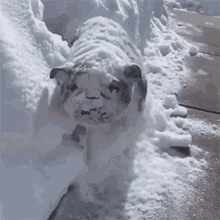 Dog Pushing Snow Dog Making A Snow Mess GIF - Dog Pushing Snow Dog Making A Snow Mess Dog Making A Mess GIFs