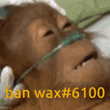 Ban Wax Wax GIF - Ban Wax Wax Ban GIFs