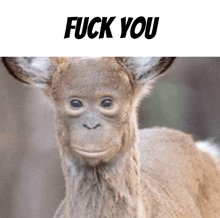 a picture of a monkey and a deer with the words " fuck you " underneath it