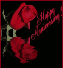 Happy Anniversary Red Rose GIF - Happy Anniversary Red Rose GIFs