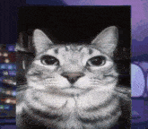 Cat Cat Meme GIF - Cat Cat Meme Ptsd GIFs