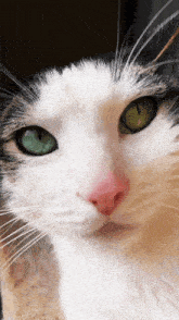 Meme Cat Reaction Cat GIF - Meme Cat Reaction Cat Cat Eyes GIFs