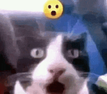 a close up of a cat 's face with a smiley face behind it .