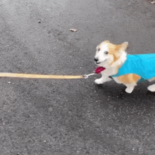 a corgi dog wearing a blue jacket is walking on a leash on a street .
