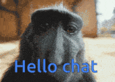 Monkey Monkey Rizz GIF - Monkey Monkey Rizz Monkey Hello Chat GIFs