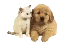 a puppy and a kitten laying next to each other on a white background