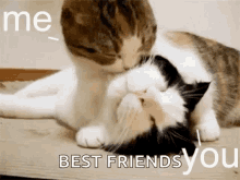 Cats Love You GIF - Cats Love You Lick GIFs