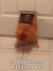 a dog is sticking its head through a cat door on the floor .
