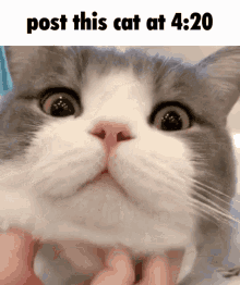Post This Cat Cat GIF - Post This Cat Cat Dimden GIFs