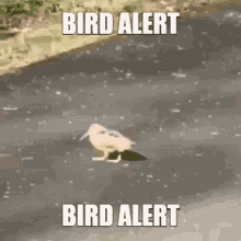 adalfarus adal okbb okbt bird alert