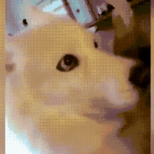 a close up of a dog 's face with a pixelated texture