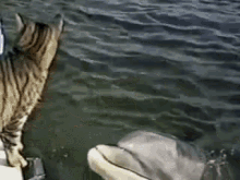 Cat Dolphin GIF - Cat Dolphin Hoop GIFs