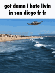 San Diego Turtle GIF - San Diego Turtle Flying GIFs