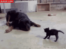 Black Kitten Dog GIF - Black Kitten Dog Barking GIFs