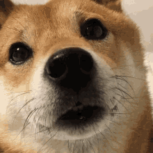 Dog Shiba GIF - Dog Shiba Stare GIFs