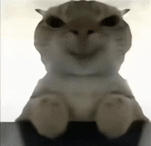 a close up of a cat 's face with a smiley face .