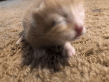 Rufus Cat GIF - Rufus Cat Kitten GIFs