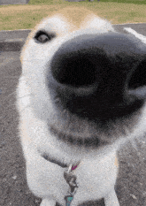 Dog Silly GIF - Dog Silly Cute GIFs