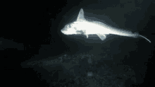Chimaera Ghost Shark GIF - Chimaera Ghost Shark Shark GIFs