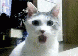Shocked Cat-GIFs | Tenor