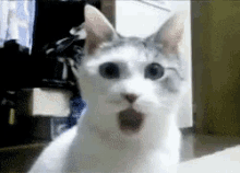 Shocked Cat GIF - Shocked Cat Surprised GIFs