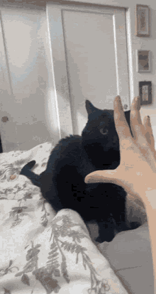 jinx cat attack hand fast