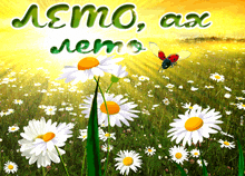 a ladybug is flying over a field of daisies with the words " aemo aemo "
