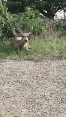 Chewing Hungry GIF - Chewing Hungry Deer GIFs