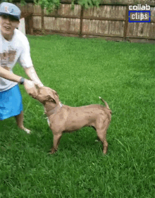 Fall Down Trampoline GIF - Fall Down Trampoline Playing With Dog GIFs