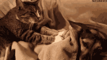Cat Dog GIF - Cat Dog Massage GIFs