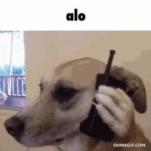 Dog Alo GIF - Dog Alo Hello GIFs
