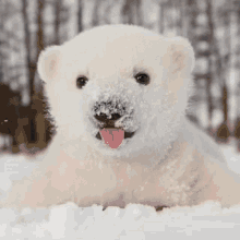polar tongue