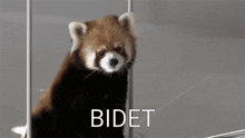 a red panda is sitting in front of a sign that says bidet on it