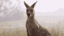 Kangaroo Hmm GIF - Kangaroo Hmm What GIFs