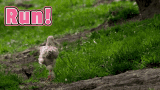 chicken-running.gif